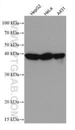 Maspin Antibody in Western Blot (WB)