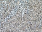 SLC25A17 Antibody in Immunohistochemistry (Paraffin) (IHC (P))