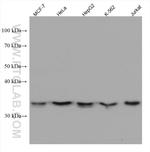 SLC25A17 Antibody in Western Blot (WB)