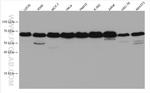 EXOSC9 Antibody in Western Blot (WB)