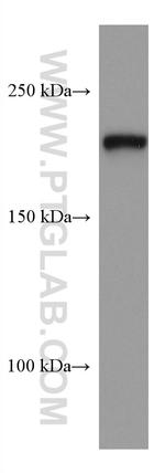 PHLPP Antibody in Western Blot (WB)