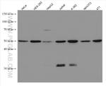 BAT1 Antibody in Western Blot (WB)