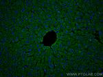 GSTT1 Antibody in Immunohistochemistry (PFA fixed) (IHC (PFA))