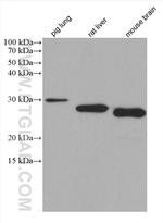 GSTT1 Antibody in Western Blot (WB)