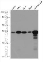 CYR61 Antibody in Western Blot (WB)