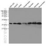 RAB18 Antibody in Western Blot (WB)