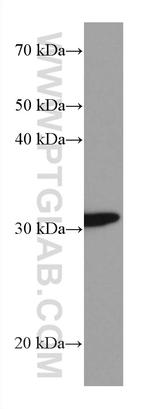 ETFA Antibody in Western Blot (WB)