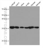 ETFA Antibody in Western Blot (WB)