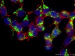 LRPPRC Antibody in Immunocytochemistry (ICC/IF)