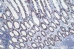 LRPPRC Antibody in Immunohistochemistry (Paraffin) (IHC (P))