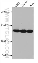 LRPPRC Antibody in Western Blot (WB)