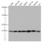 NXT1 Antibody in Western Blot (WB)