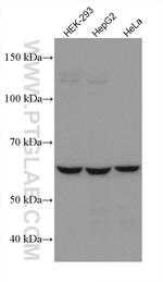 NOX4 Antibody in Western Blot (WB)