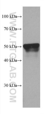 PSMD5 Antibody in Western Blot (WB)