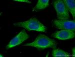 RPS12 Antibody in Immunocytochemistry (ICC/IF)