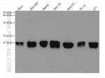 RPS12 Antibody in Western Blot (WB)
