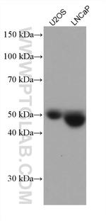 NAGA Antibody in Western Blot (WB)
