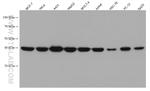 NF45 Antibody in Western Blot (WB)