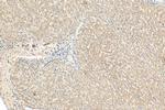 NDUFB8 Antibody in Immunohistochemistry (Paraffin) (IHC (P))