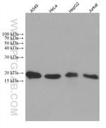 NDUFB8 Antibody in Western Blot (WB)