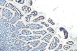 FABP2 Antibody in Immunohistochemistry (Paraffin) (IHC (P))