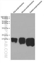 FABP2 Antibody in Western Blot (WB)