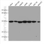 PSMA6 Antibody in Western Blot (WB)