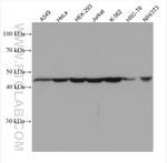 HNRNPF Antibody in Western Blot (WB)