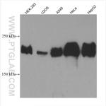 Laminin beta 1 Antibody in Western Blot (WB)