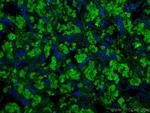 RHAG Antibody in Immunohistochemistry (Paraffin) (IHC (P))
