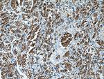 RHAG Antibody in Immunohistochemistry (Paraffin) (IHC (P))