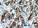 RHAG Antibody in Immunohistochemistry (Paraffin) (IHC (P))