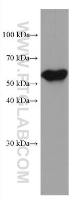 RHAG Antibody in Western Blot (WB)