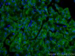 EIF3L Antibody in Immunohistochemistry (PFA fixed) (IHC (PFA))