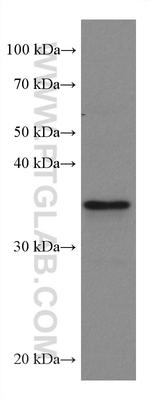 GIMAP2 Antibody in Western Blot (WB)