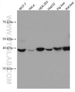 WWOX Antibody in Western Blot (WB)