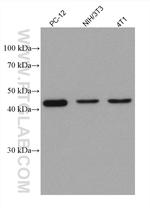ATG4B Antibody in Western Blot (WB)