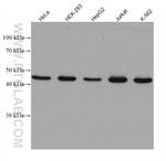 ATG4B Antibody in Western Blot (WB)