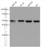 TXNRD1 Antibody in Western Blot (WB)