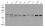 RPL6 Antibody in Western Blot (WB)