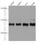 ZNF217 Antibody in Western Blot (WB)