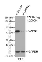 CAPN1 Antibody in Western Blot (WB)