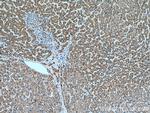 ACADM Antibody in Immunohistochemistry (Paraffin) (IHC (P))