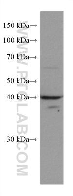 ACADM Antibody in Western Blot (WB)