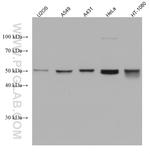 RUVBL1 Antibody in Western Blot (WB)