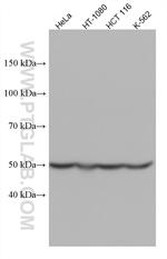 RUVBL1 Antibody in Western Blot (WB)