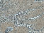 VASH2 Antibody in Immunohistochemistry (Paraffin) (IHC (P))