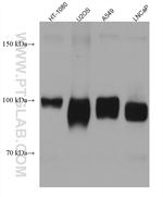 ALCAM Antibody in Western Blot (WB)