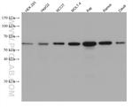 KLHL25 Antibody in Western Blot (WB)