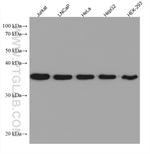 APEX1 Antibody in Western Blot (WB)